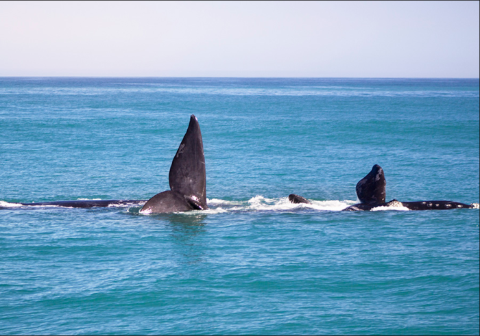 Your guide to the Hermanus Whale Festival