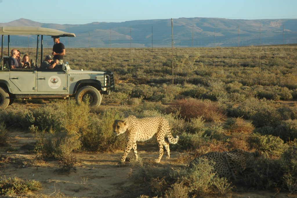 Experience the wild at Inverdoorn Private Game Reserve