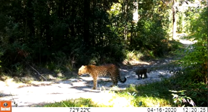 Trail camera spots mother leopard roaming with two cubs