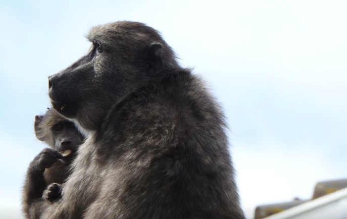 Kommetjie residents outraged at killing of baboon and baby