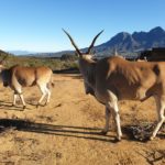 Vergelegen welcomes elands to estate to boost biodiversity