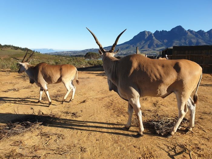 Vergelegen welcomes elands to estate to boost biodiversity