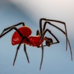 New spider species discovered on Table Mountain National Park