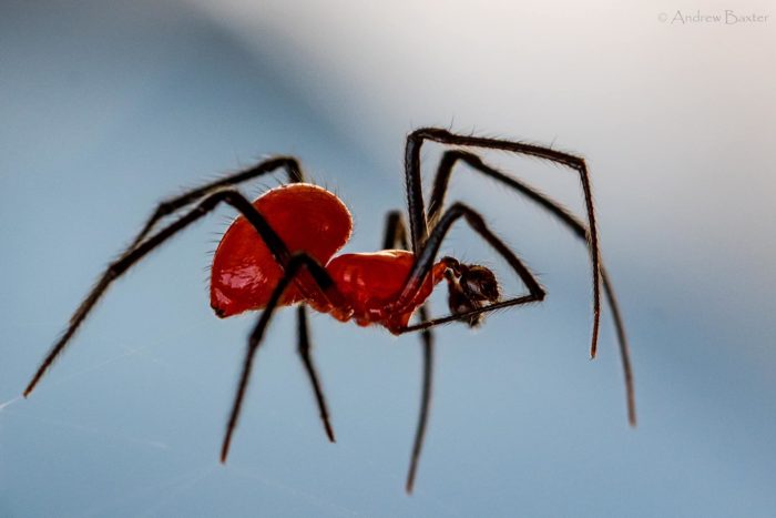 New spider species discovered on Table Mountain National Park