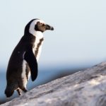 Motorists warned over penguins hit by vehicles