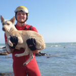 Stuck dog rescued from ocean rock