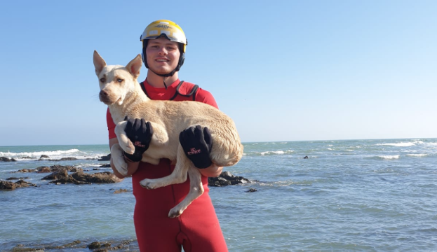 Stuck dog rescued from ocean rock