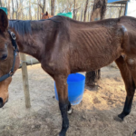 SPCA needs your help to care for these malnourished horses