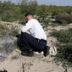 Mongoose rescued from Athlone property