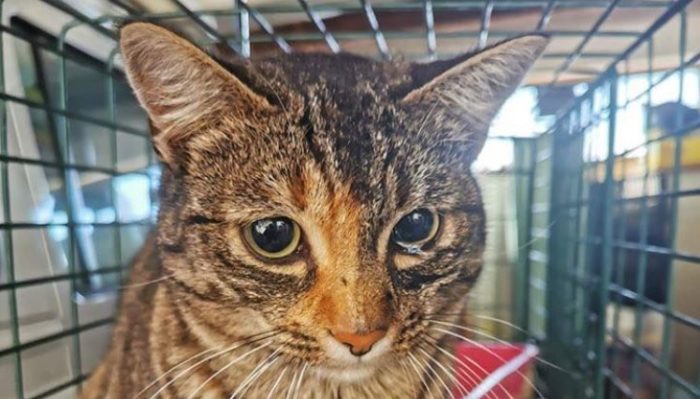 Cat secretly hitches ride from Port Elizabeth to Cape Town