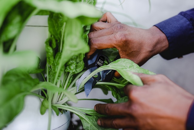 Bring public sidewalk gardens to Cape Town