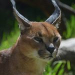 Residents urged to keep caracals safe from dogs