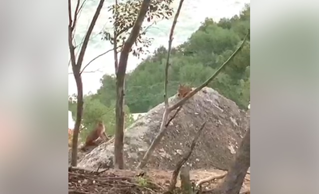 Two caracals spotted having "picnic date"near Lion's Head