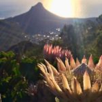 Cloud computing to help save Cape’s unique fynbos