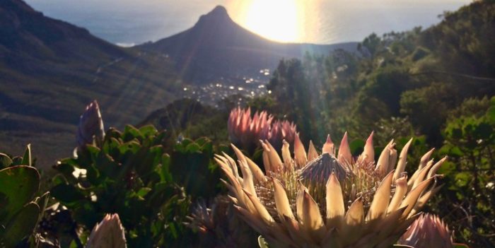 Cloud computing to help save Cape’s unique fynbos