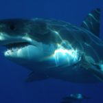 Great white sharks disappearing from Western Cape shores, shows study