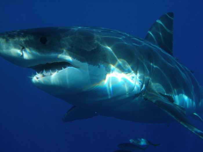 Great white sharks disappearing from Western Cape shores, shows study