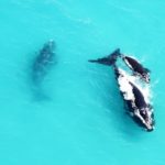 Southern right whales leap at Grootbos Nature Reserve