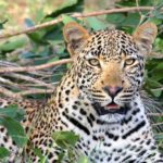 Leopard spotted on Montagu mountain slopes