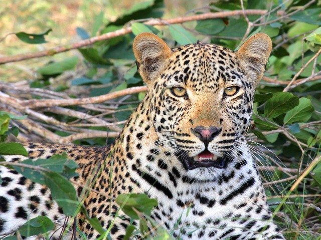 Leopard spotted on Montagu mountain slopes