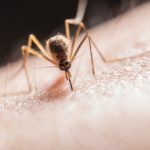 Mosquitoes do not spread COVID-19, confirms study