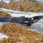 Increased shark activity near Knysna caused by beached whale