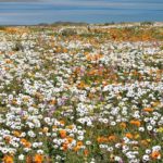 West Coast National Park opens Postberg for flower viewing