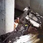 SPCA rescues dog trapped in canal