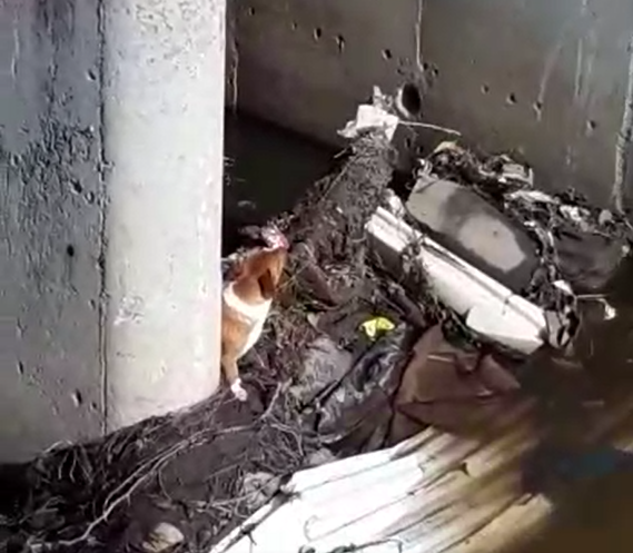 SPCA rescues dog trapped in canal