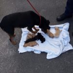 Abandoned dog and nine newborn puppies rescued from drain