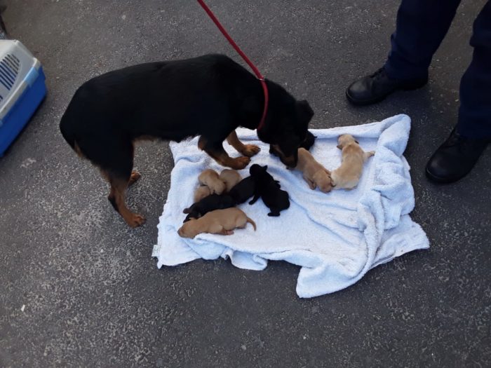 Abandoned dog and nine newborn puppies rescued from drain