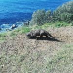 Rare sighting of Cape clawless otter near Simon's Town