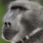 Kommetjie residents start campaign to bring back Kataza the baboon