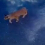 Caracal kitten spotted curiously investigating garage