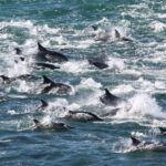 Huge pod of dolphins visit Fish Hoek