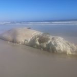 Bryde's whale carcass washed up on Long Beach