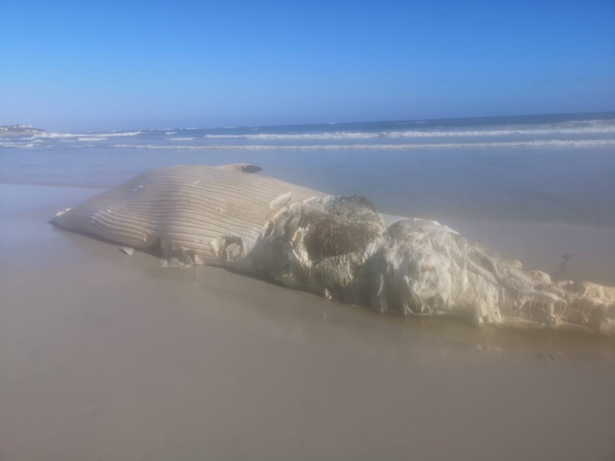 Bryde's whale carcass washed up on Long Beach