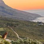 Hermes the caracal stops to enjoy the sunset