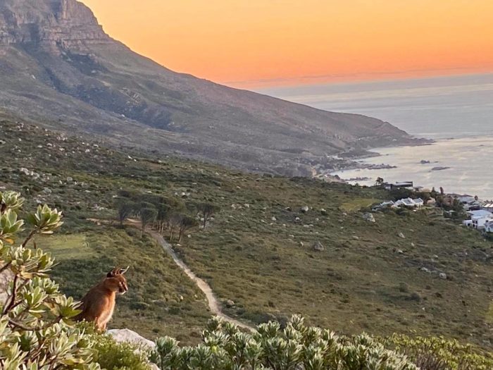 Hermes the caracal stops to enjoy the sunset