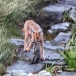 Hermes the caracal spotted on the hunt