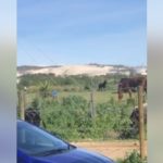 Animal organisation addresses Helderberg horse abuse