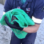 Malnourished turtle rescued