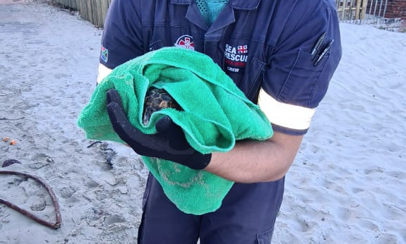 Malnourished turtle rescued