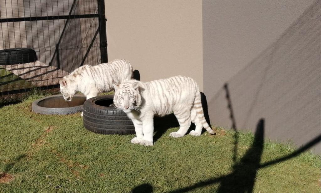 SPCA aims to removed white tiger cubs from residential property