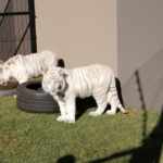 SPCA aims to removed white tiger cubs from residential property