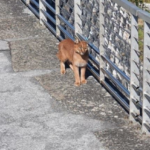 Hermes the caracal takes leisurely stroll past hikers