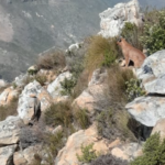 How many times has Cape Town seen its favorite caracal?