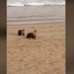 Cape clawless otters spotted on beach in Plett