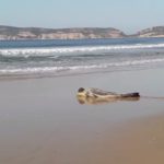 Rare sighting of Leopard seal on Plett beach