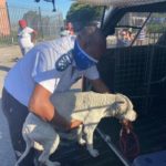 SPCA rescues Manenberg dogs from fighting ring